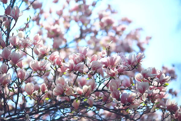 Magnolia Blossom Voorjaar Tuin Mooie Bloemen Lente Achtergrond Roze Bloemen — Stockfoto