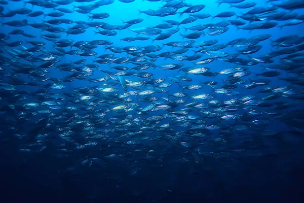 Beaucoup Petits Poissons Dans Mer Sous Eau Colonie Poissons Pêche — Photo