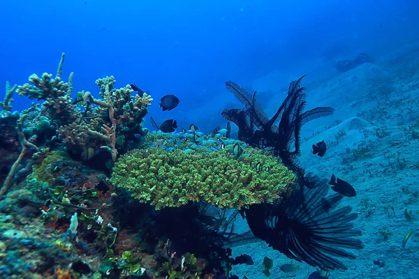 Mercan Resif Sualtı Lagünü Ile Mercanlar Sualtı Peyzaj Şnorkelli Yüzme — Stok fotoğraf