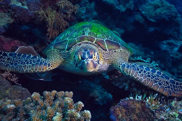 Meeresschildkröte Unterwasser Exotische Natur Meer Tier Unterwasserschildkröte — Stockfoto