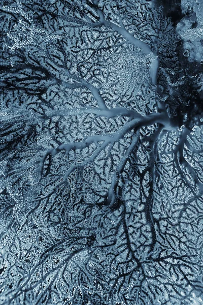 Gorgonian Grote Vertakking Koraal Het Rif Zeegezicht Onderwaterleven Oceaan — Stockfoto