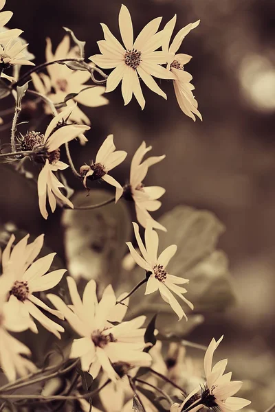 柔らかい春の花の背景 開花枝の美しい絵 — ストック写真