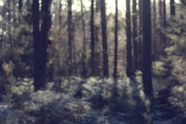 Abstract Forest Blurred Winter Vertical Lines Winter Forest Background Abstract — Stock Photo, Image