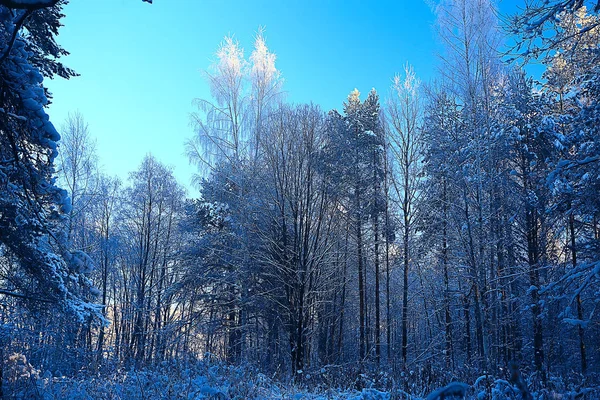 Vinter Park Stadsbilden Vinter Väder Landskap Snö Stad Träd Stads — Stockfoto