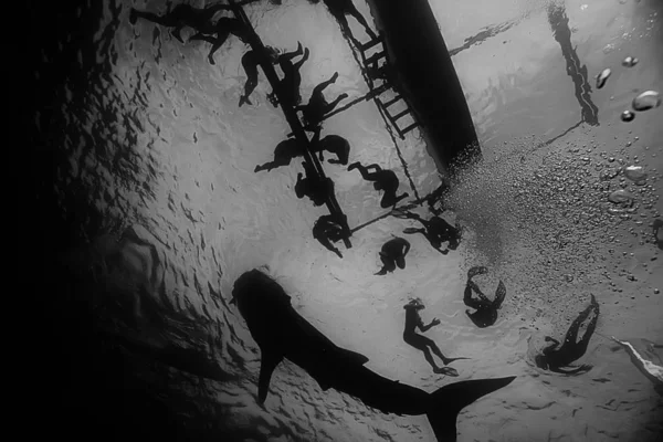 Žraločí Scenérie Krajina Abstraktní Podmořská Ryba Dobrodružství Potápění Šnorchlování — Stock fotografie