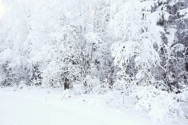 Winter Russischen Dorf Winterlandschaft Wald Russland Schneebedeckte Bäume Der Provinz — Stockfoto