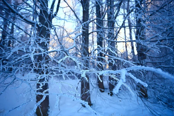 Paisaje Invernal Bosque Clima Nevado Enero Hermoso Paisaje Bosque Nevado —  Fotos de Stock