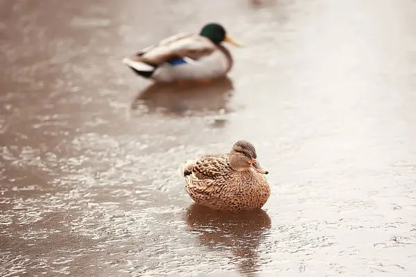 越冬鸟鸟群 冬季湖上的野鸟 季节性 迁徙的鸭子 — 图库照片