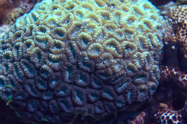 Makro Textur Des Korallenriffs Abstrakter Hintergrund Des Marinen Ökosystems Auf — Stockfoto