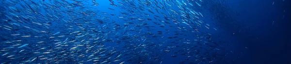 생태계에서 Scad 배경에 물고기의 살아있는 물고기 — 스톡 사진
