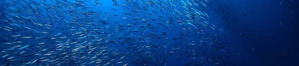 海の生態系の下で Scad Exe あなただけ抱き 青の背景に魚の大学校 抽象的な魚の生きている — ストック写真