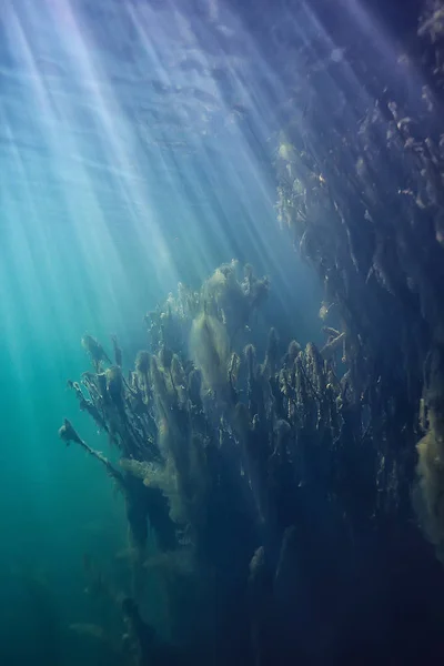 海の水青い背景水中光線太陽 抽象的な青の背景自然の水 — ストック写真