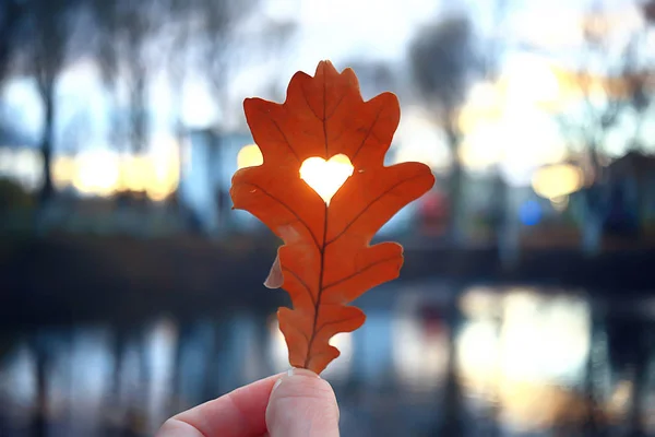 Herbst Herz Auf Eiche Gelbes Blatt Herz Symbol Herbstdekoration Konzept — Stockfoto