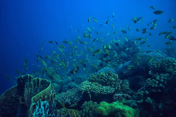 Кораловий Риф Під Водою Морська Коралова Лагуна Океанічна Екосистема — стокове фото