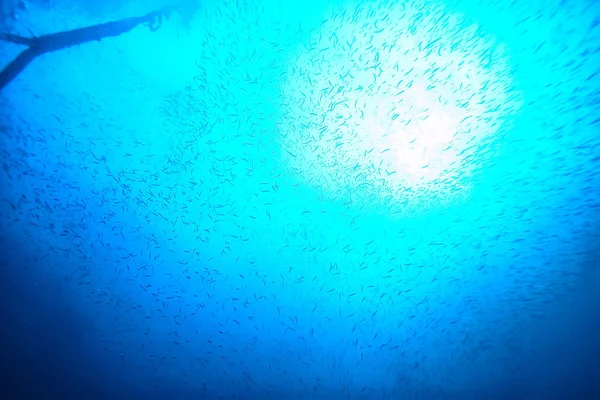 Υποβρύχιος Κόσμος Γαλάζια Άγρια Θάλασσα Παγκόσμιος Ωκεανός Καταπληκτικό Υποβρύχιος — Φωτογραφία Αρχείου