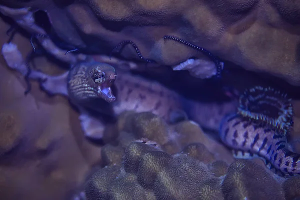 Serpiente Marina Bajo Agua Reptil Escena Submarina Peligroso Veneno Asp — Foto de Stock