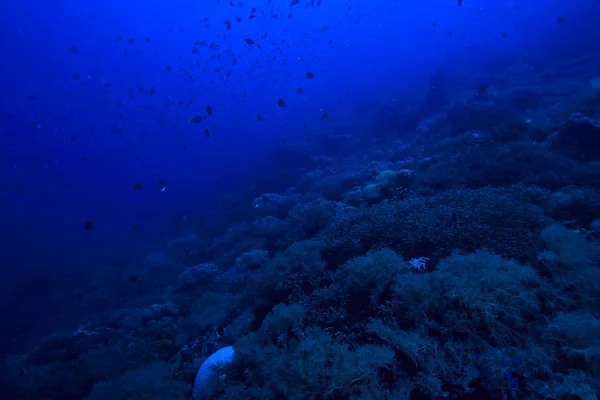 Barriera Corallina Laguna Corallina Sottomarina Marina Ecosistema Oceanico — Foto Stock