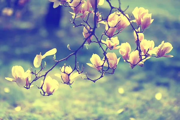 Magnolia Blomma Vår Trädgård Vackra Blommor Våren Bakgrund Rosa Blommor — Stockfoto