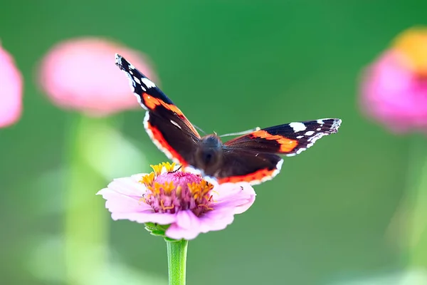 Butterfly Flower — Stock Photo, Image