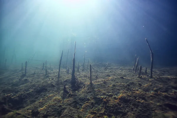 Mangroves Underwater Landscape Background Abstract Bushes Trees Water Transparent Water — Stock Photo, Image