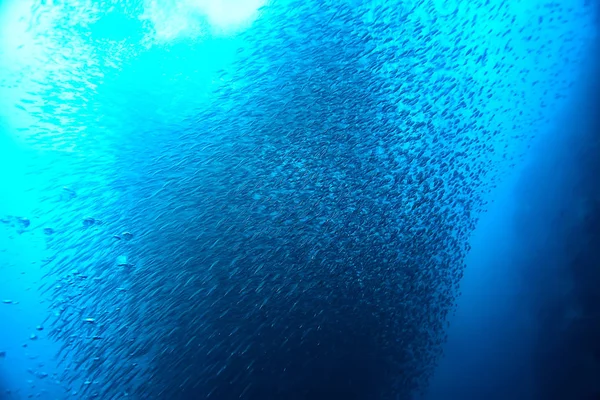 Pod Wodą Oceanu Krajobraz Podwodny Świat Scena Niebieski Idyll Natura — Zdjęcie stockowe