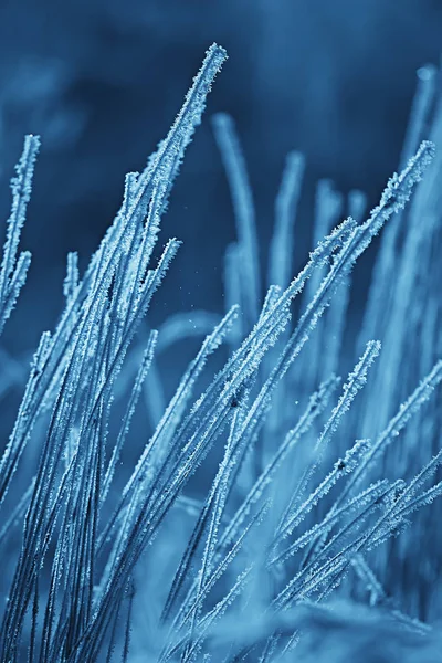 Astratto Sfondo Paesaggio Inverno Foresta Gelo Coperto Rami Albero Nevoso — Foto Stock