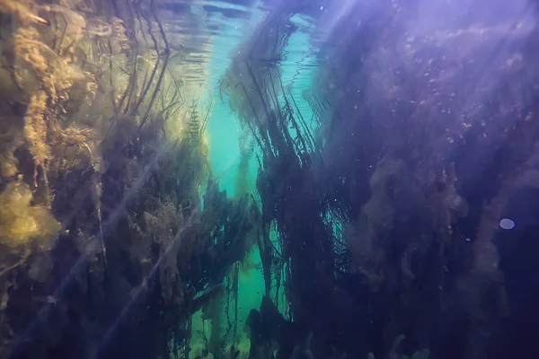 Sole Raggi Fiume Paesaggio Subacqueo Astratto Paesaggio Subacqueo Piante Ecosistema — Foto Stock