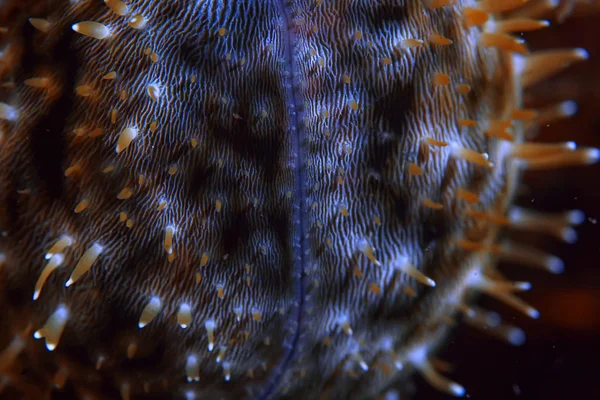 Recifes Coral Subaquático Mar Lagoa Coral Ecossistema Oceânico — Fotografia de Stock