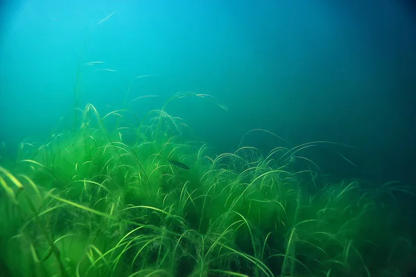 Unterwasser Grüne Landschaft Natur Unterwasser Ökologie See Wildes Tauchen — Stockfoto