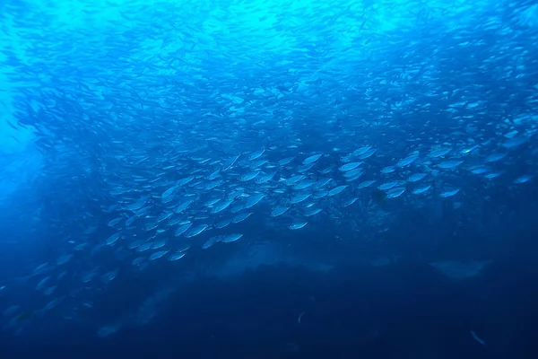 魚のコロニーの下で海の小さな魚の多く 海の野生動物のシーン — ストック写真