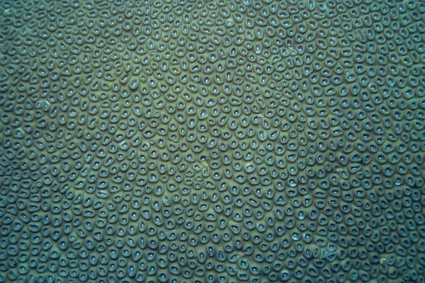 Koraalriffen Macro Textuur Abstract Mariene Ecosysteem Achtergrond Een Koraal Rif — Stockfoto