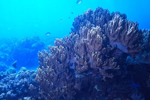 Підводний Світ Блакитна Морська Пустеля Світовий Океан Дивовижна Під Водою — стокове фото