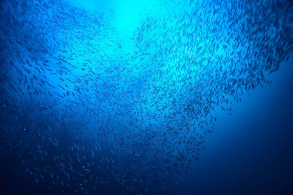 много мелкой рыбы в море под водой / рыба колонии, рыбалка, океан дикой природы сцены
