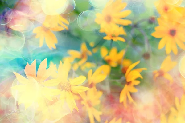 Zarte Frühlingsblumen Hintergrund Schöne Bild Der Blühenden Zweige — Stockfoto