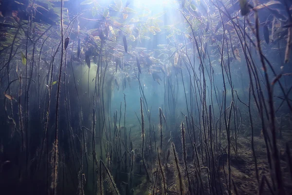 Bataklık sualtı manzara soyut/batık ağaçlar ve net suda yosun, ekoloji sualtı dünyası
