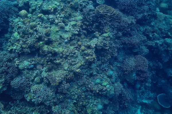 Catfish Underwater Ocean Underwater Coral Reef — Stock Photo, Image