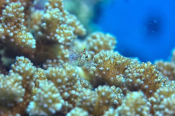 Unterwasserwelt Blaues Meer Weltozean Erstaunliche Unterwasserwelt — Stockfoto