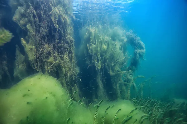 Озеро Підводний Пейзаж Абстрактна Блакитна Прозора Вода Захист Навколишнього Середовища — стокове фото