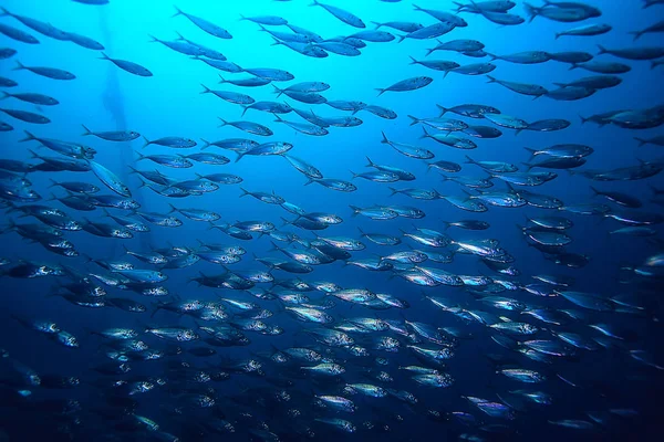 Viele Kleine Fische Meer Unter Wasser Fischkolonie Angeln Meeresfauna — Stockfoto