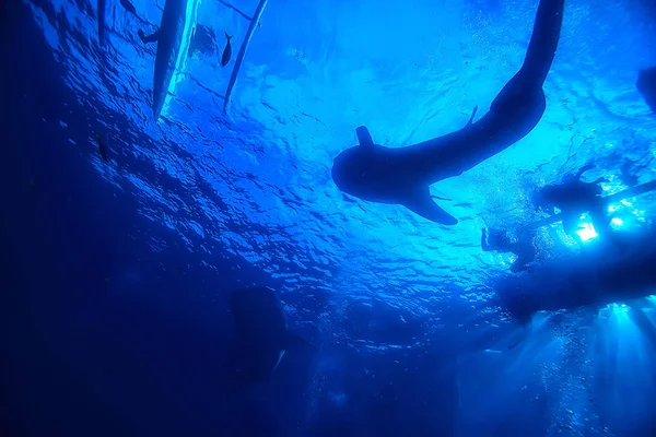 シュノーケリングクジラシャーク フィリピン サメとダイビング 水中シーン — ストック写真