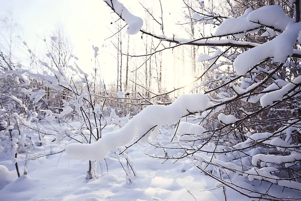 抽象的な背景の風景冬の森 覆われた木の枝 雪の天気のクリスマスの背景 — ストック写真