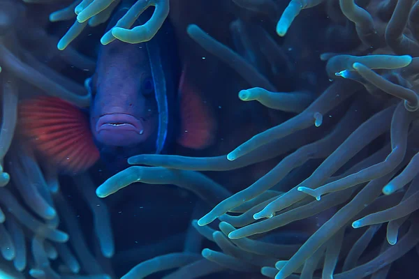 Clown Fish Coral Reef Macro Underwater Scene View Coral Fish — стоковое фото