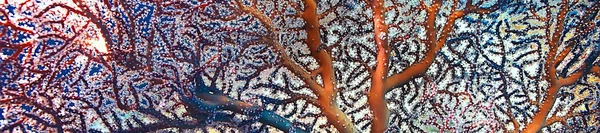 Mercan Resifi Makro Doku Soyut Deniz Ekosistemi Arka Plan Üzerinde — Stok fotoğraf