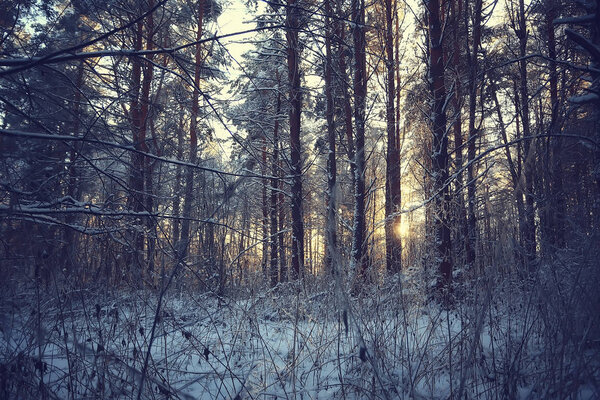Winter landscape in the forest / snowy weather in January, beautiful landscape in the snowy forest, a trip to the north