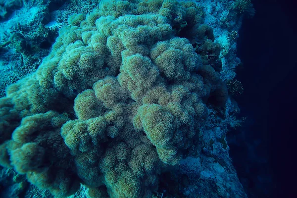 Underwater Sponge Marine Life Coral Reef Underwater Scene Abstract Ocean — Stock Photo, Image