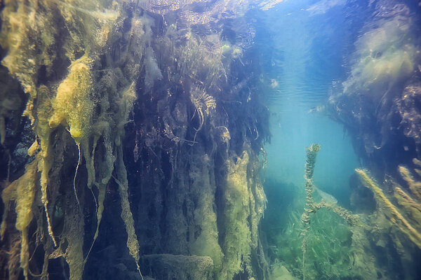 солнечные лучи реки подводный пейзаж / абстрактные подводные ландшафтные растения свежая экосистема
