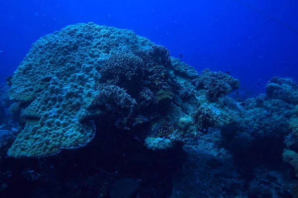 Recife Coral Subaquático Lagoa Com Corais Paisagem Subaquática Viagem Mergulho — Fotografia de Stock