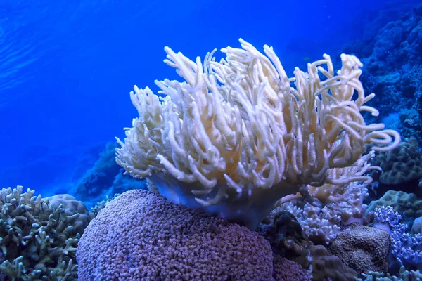 Underwater Scene Coral Reef World Ocean Wildlife Landscape — Stock Photo, Image