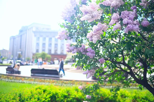 Tender Spring Flowers Background Beautiful Picture Flowering Branches — Stock Photo, Image