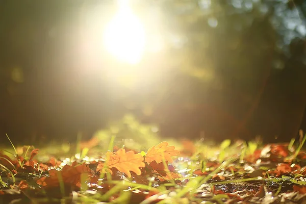 黄色の葉 日当たりの良い秋の日と秋の風景の背景 美しい黄色の森の中で夕日に太陽の光 落ち葉 — ストック写真